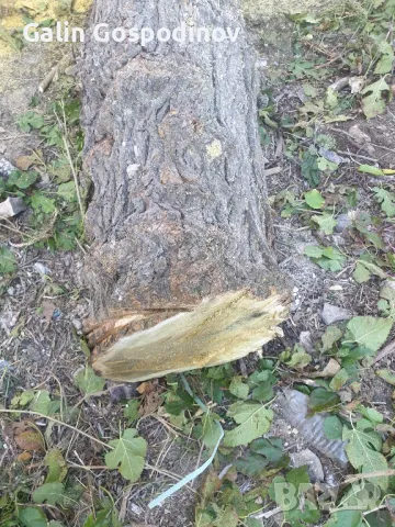 Черница за дървен материал, снимка 4 - Друго - 39889822