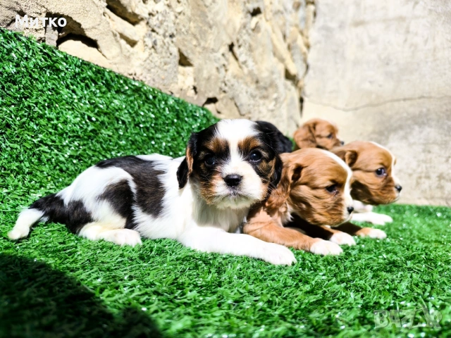 Кавалер Кинг Чарлз шпаньол , снимка 8 - Кавалер кинг чарлз шпаньол - 51169749