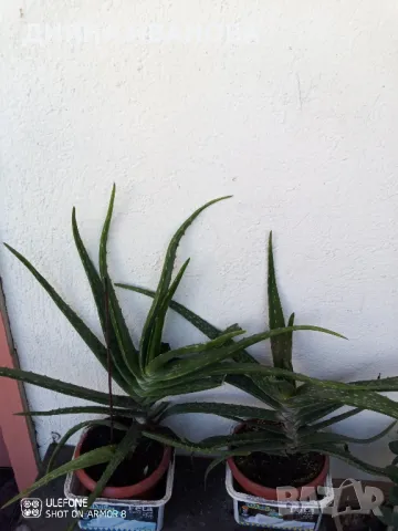 ЖЪЛТА КЛИВИЯ, АЛОЕ ARBORESCENS И АЛОЕ BARBADENSIS., снимка 10 - Стайни растения - 49868477