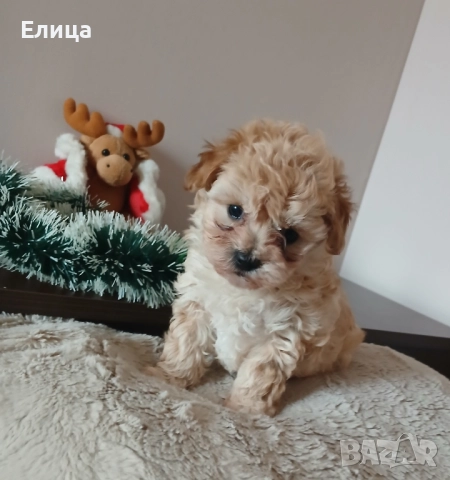 Малтипу момиче и момче, снимка 5 - Пудели - 51832511