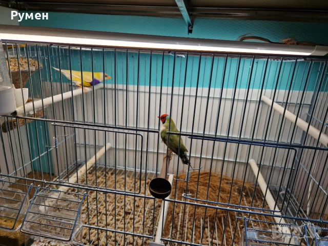 Гулдови амадини чифтове, снимка 8 - Амадини - 52976074