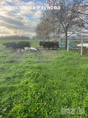 Продавам месодайни крави и телета, снимка 7 - Крави - 52697284