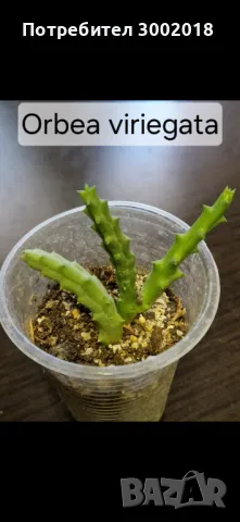 Дървото на живота и кактуси , снимка 7 - Стайни растения - 48831429