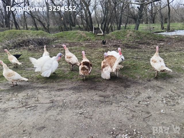 Пуйки и Пуяци , снимка 2 - Кокошки и пуйки - 53632545