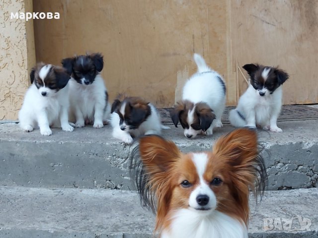 Папион, снимка 3 - Други - 41444177