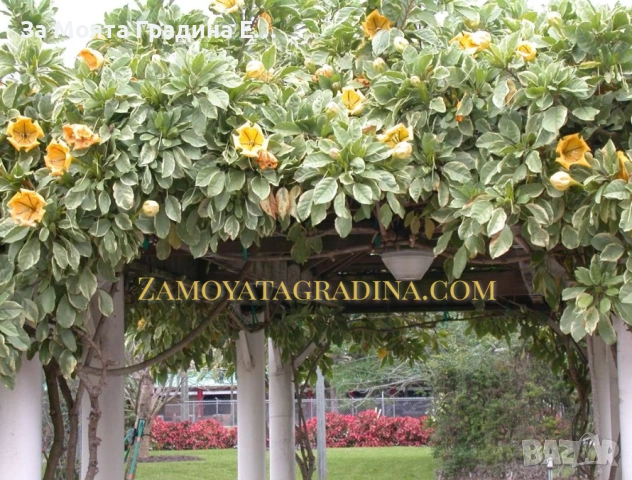 Соландра , снимка 5 - Градински цветя и растения - 53624012