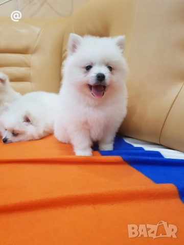 Померан померанчета снимки от днес 13.12.2025г Гр. София , снимка 3 - Померан - 52775963