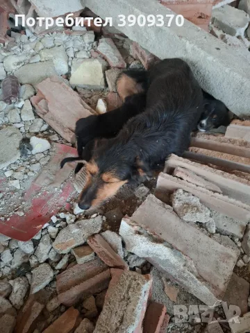 Подарявам уникални сладури.Майката е ловджийска порода.Няма да станат големи ., снимка 2 - Други - 55989316