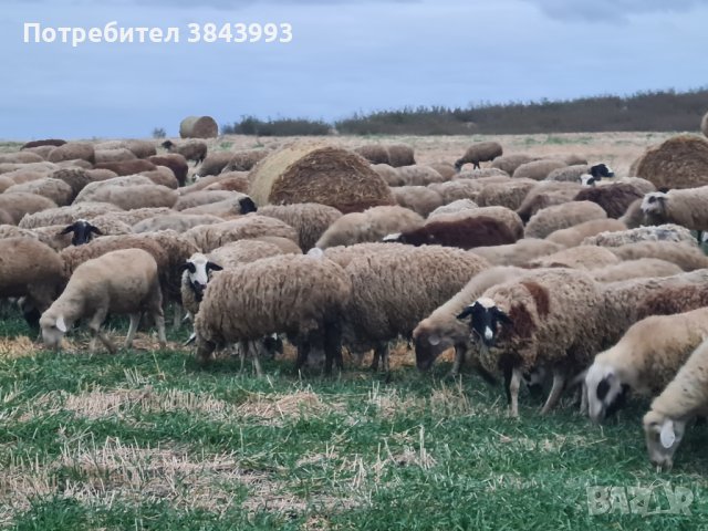 Продавам 300 овце под селекция , снимка 4 - Овце - 42224213