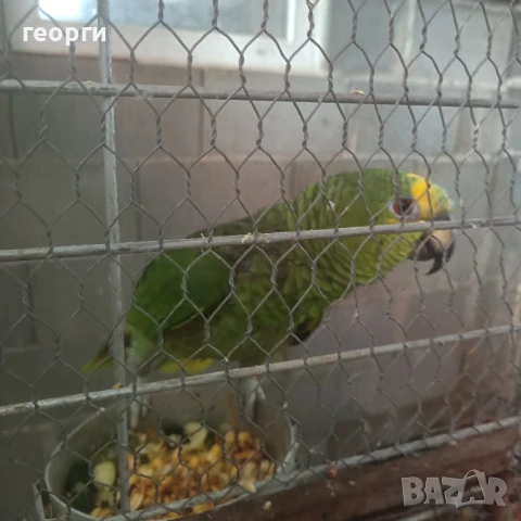 синьочела амазона, снимка 1