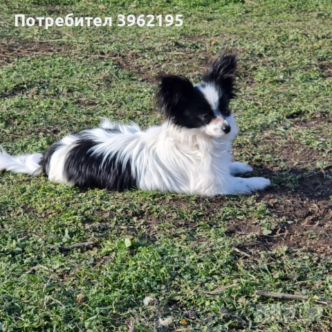 Папийони Бьлгария, снимка 6 - Шпаньоли - 53656433