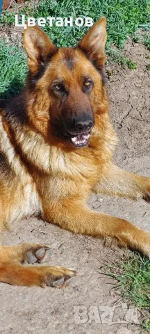 Чистокръвни немски овчарки, снимка 4 - Немска овчарка - 49585094