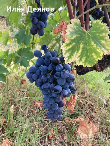 Продавам грозде за ракия, снимка 1