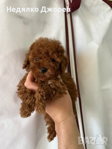Той Пудел/Toy Poodle, снимка 5 - Пудели - 53826351