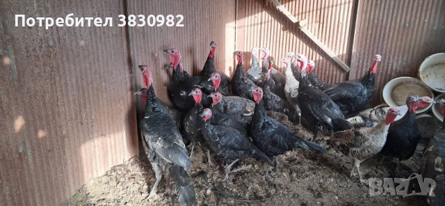 Пуйки- Пуяци