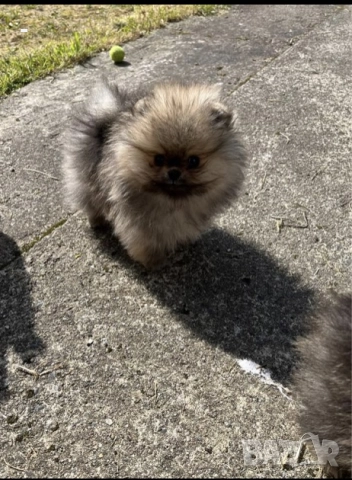 Померан, снимка 4 - Померан - 49131151