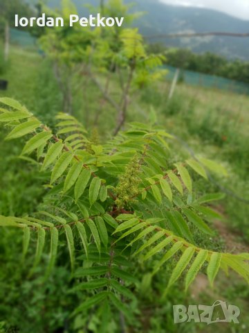 Рустифина дърво , снимка 10 - Разсади - 39458529