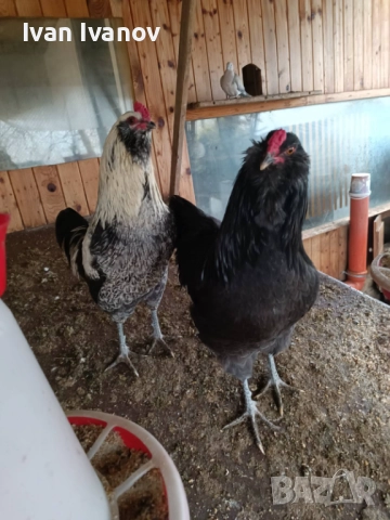 Продавам петли порода Араукана или заменям за млади ярки, снимка 2 - Кокошки и пуйки - 52799171