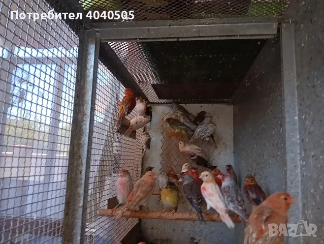 канарчета люпило 26 , снимка 2 - Канари - 56360176