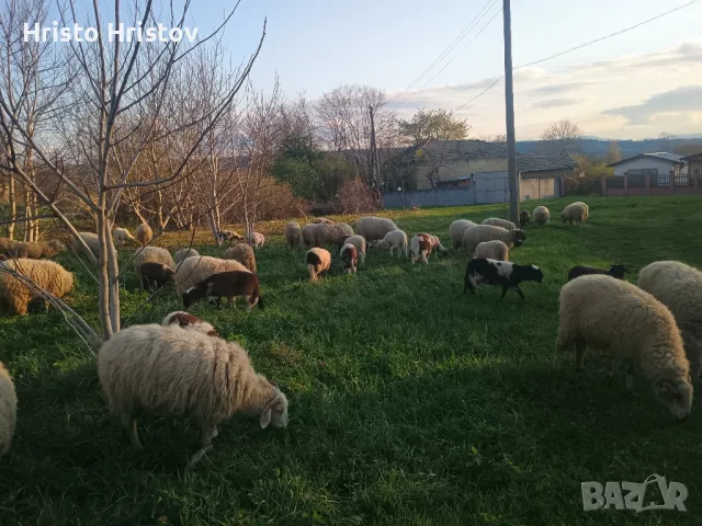 Агнета, снимка 1