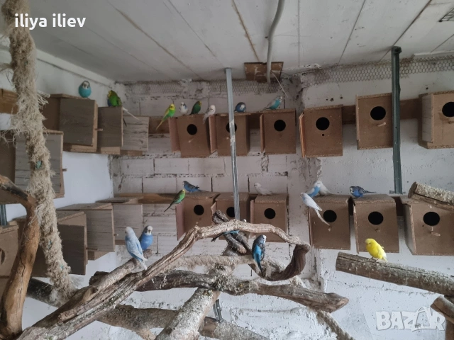 вълнисти папагали, снимка 3 - Папагали - 53569453