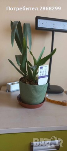 Орхидея камбрия, снимка 3 - Изкуствени цветя - 41449246