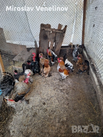 Продавам оплодени яйца от джинките на снимките, снимка 4 - Кокошки и пуйки - 53650745