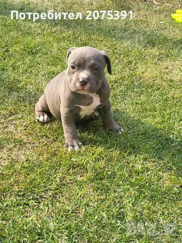 Американско були покет  American bully , снимка 5 - Питбул - 55752145