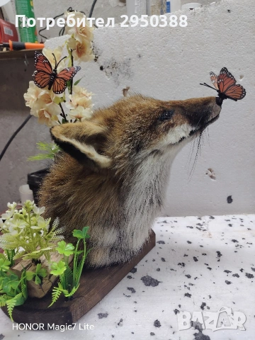 препарирана лисица, снимка 6 - Други - 53509553