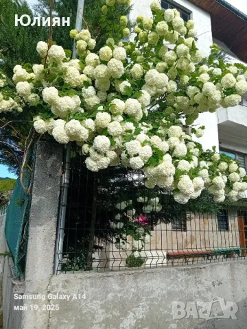 Калина ,Картоп ,Снежна топка , снимка 1