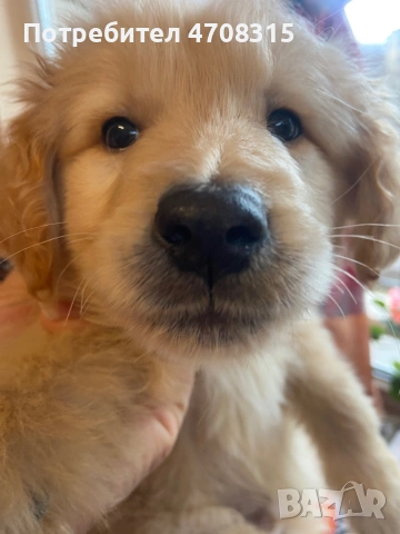 Голдън ретривър момче родословен баща, снимка 3 - Голдън ретривър - 53504464