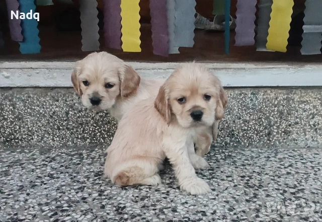 Кокер шпаньол Страхотни 