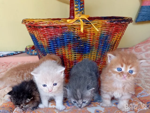 Сибирски котенца, сибирче, хипоалергично, коте, сибирска котка, снимка 2 - Сибирски - 56132083