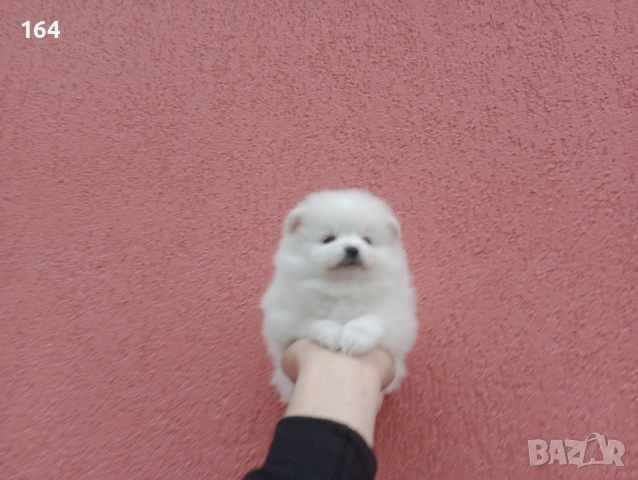Мъжки и женски бели Померани. Реални снимки от 05.01.26 г. , снимка 11 - Померан - 53010188