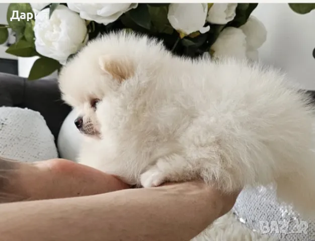 Померан , снимка 2 - Померан - 49650656