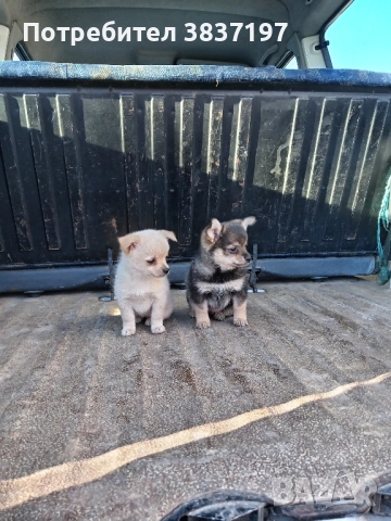 мъжки и женски кученца, снимка 4 - Померан - 52864204