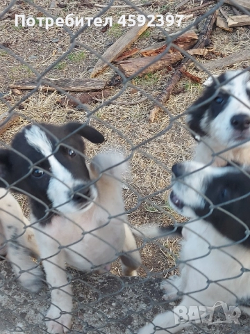 Подарявам кученца , снимка 3 - Други - 51754838