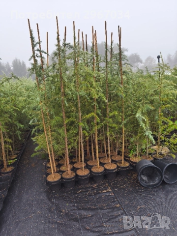 хималайски кедър , снимка 2 - Градински цветя и растения - 52440489