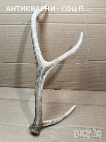 Еленски Рог, Рога. / НОМЕР 1680., снимка 4 - Антикварни и старинни предмети - 53784220