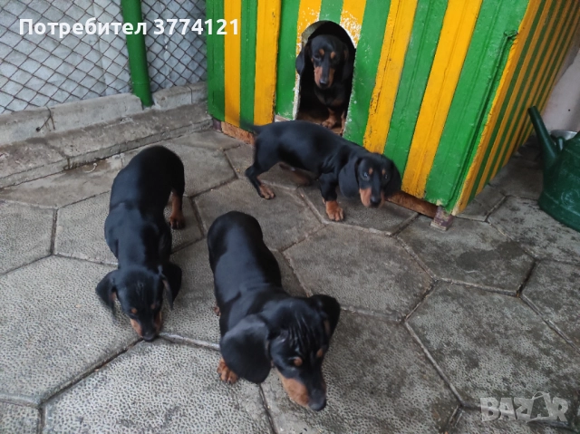 Стандартни дакели 