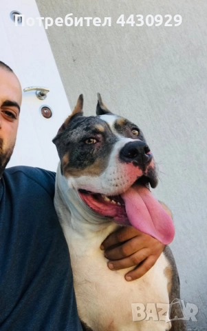American Bully XL, снимка 12 - Други - 52497819