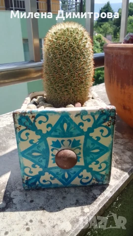 Кактус Мамилария, снимка 6 - Стайни растения - 50819984