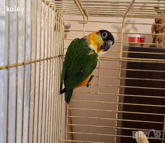 Папагал кайка/чернотеменен амазонек 
