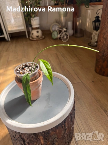 Hoya chewiorum , снимка 3 - Стайни растения - 53818943