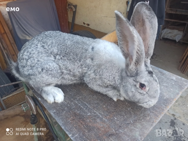 Продавам Зайци 