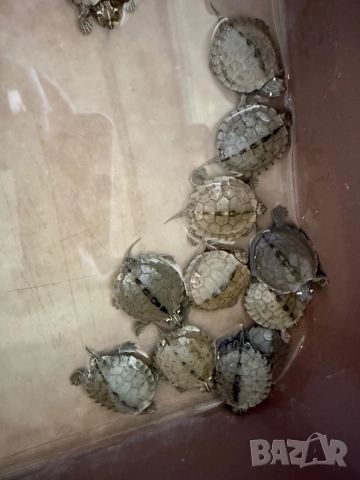 Продавам водни костенурки, снимка 2 - Костенурки - 52907554