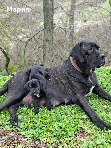 Кане Корсо- Италиано, снимка 11 - Кане корсо - 53401347