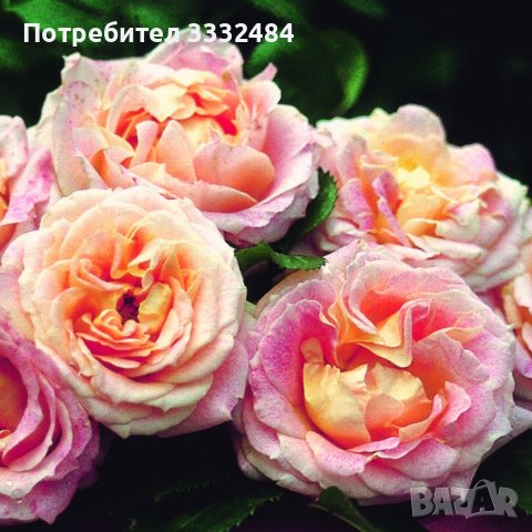 Роза 10, снимка 4 - Градински цветя и растения - 41784707