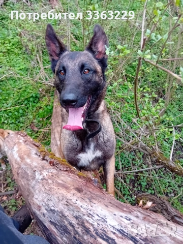 Продавам белгийски овчарки , снимка 3 - Белгийска овчарка - 53787310
