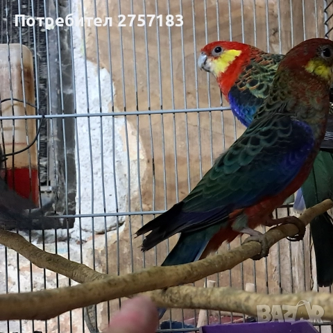 продавам жълтобуза розела 2 мъжки 1 женска, снимка 4 - Папагали - 52938568